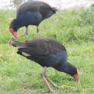 Porphyrio melanotus at Conder, ACT - 17 Sep 2021