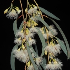 Eucalyptus sideroxylon (Mugga Ironbark) at Banks, ACT - 17 Sep 2021 by MichaelBedingfield