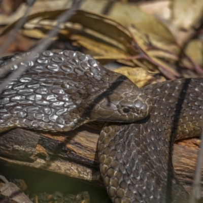 Notechis scutatus (Tiger Snake) at Cotter River, ACT - 6 Oct 2021 by trevsci