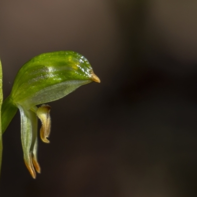 Bunochilus montanus (Montane Leafy Greenhood) at Cotter River, ACT - 5 Oct 2021 by trevsci