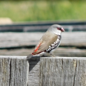 Stagonopleura guttata at Symonston, ACT - 7 Oct 2021