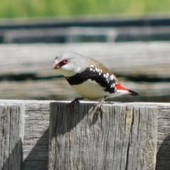 Stagonopleura guttata at Symonston, ACT - 7 Oct 2021