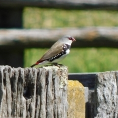 Stagonopleura guttata at Symonston, ACT - 7 Oct 2021