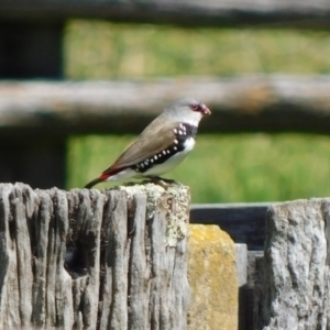 Stagonopleura guttata at Symonston, ACT - 7 Oct 2021