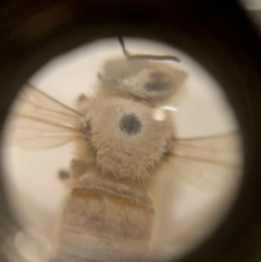 Apis mellifera at Hawker, ACT - 6 Oct 2021