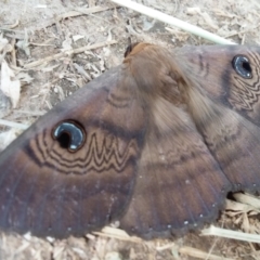 Dasypodia selenophora (Southern old lady moth) at Stromlo, ACT - 4 Oct 2021 by DebK