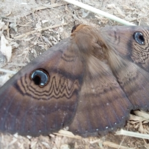 Dasypodia selenophora at Stromlo, ACT - 5 Oct 2021 09:45 AM