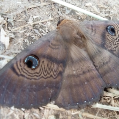 Dasypodia selenophora (Southern old lady moth) at Stromlo, ACT - 4 Oct 2021 by DebK