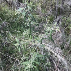 Olearia lirata at Tennent, ACT - 3 Oct 2021 12:06 PM