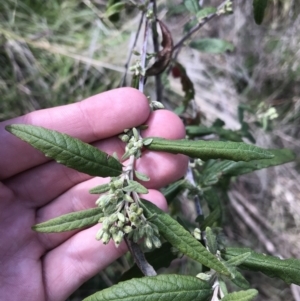 Olearia lirata at Tennent, ACT - 3 Oct 2021 12:06 PM