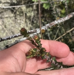 Epacris breviflora (Drumstick Heath) at Tennent, ACT - 3 Oct 2021 by Tapirlord