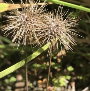 Acaena novae-zelandiae at Tennent, ACT - 3 Oct 2021