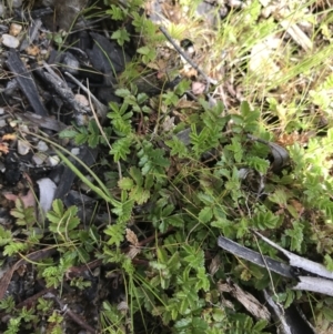 Acaena novae-zelandiae at Tennent, ACT - 3 Oct 2021