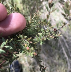 Baeckea utilis at Tennent, ACT - 3 Oct 2021 12:07 PM