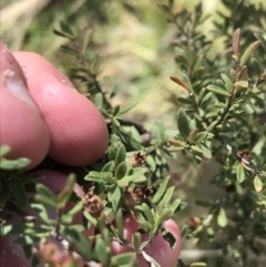 Baeckea utilis at Tennent, ACT - 3 Oct 2021 12:07 PM