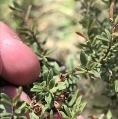 Baeckea utilis at Tennent, ACT - 3 Oct 2021 12:07 PM