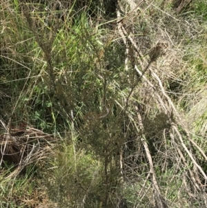 Baeckea utilis at Tennent, ACT - 3 Oct 2021 12:07 PM