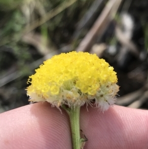 Craspedia variabilis at Tennent, ACT - suppressed