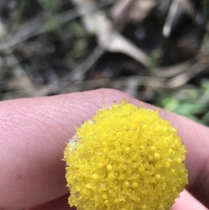 Craspedia variabilis at Tennent, ACT - suppressed