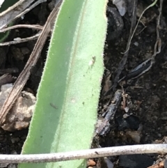 Craspedia variabilis at Tennent, ACT - suppressed