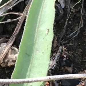 Craspedia variabilis at Tennent, ACT - suppressed