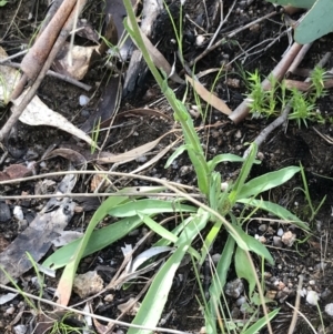 Craspedia variabilis at Tennent, ACT - suppressed