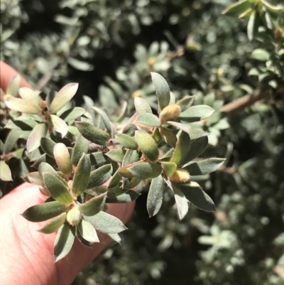 Leptospermum lanigerum (Woolly Teatree) at Tennent, ACT - 3 Oct 2021 by Tapirlord