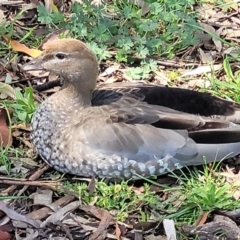 Chenonetta jubata (Australian Wood Duck) at Forde, ACT - 7 Oct 2021 by tpreston