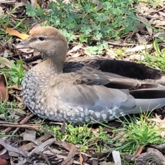 Chenonetta jubata (Australian Wood Duck) at Mulligans Flat - 7 Oct 2021 by tpreston