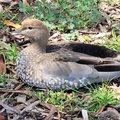 Chenonetta jubata (Australian Wood Duck) at Mulligans Flat - 7 Oct 2021 by tpreston
