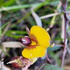 Bossiaea prostrata (Creeping Bossiaea) at Throsby, ACT - 7 Oct 2021 by tpreston