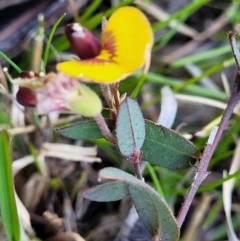 Bossiaea prostrata at Throsby, ACT - 7 Oct 2021 01:00 PM