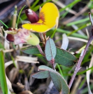 Bossiaea prostrata at Throsby, ACT - 7 Oct 2021