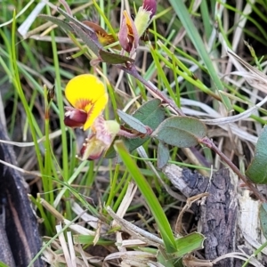 Bossiaea prostrata at Throsby, ACT - 7 Oct 2021