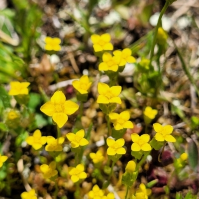 Cicendia quadrangularis (Oregon Timwort) at Throsby, ACT - 7 Oct 2021 by trevorpreston