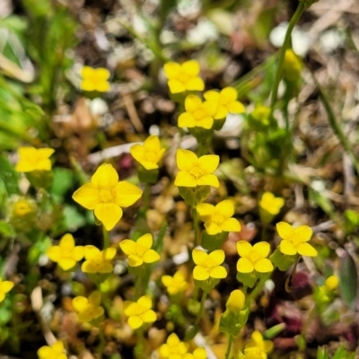 Cicendia quadrangularis (Oregon Timwort) at Throsby, ACT - 7 Oct 2021 by tpreston