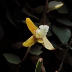 Dockrillia striolata (Streaked Rock Orchid) at Mittagong, NSW - 6 Oct 2021 by Snowflake