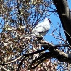 Coracina novaehollandiae (Black-faced Cuckooshrike) at Jacka, ACT - 7 Oct 2021 by tpreston