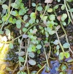 Isotoma fluviatilis subsp. australis (Swamp Isotome) at Mulligans Flat - 7 Oct 2021 by tpreston