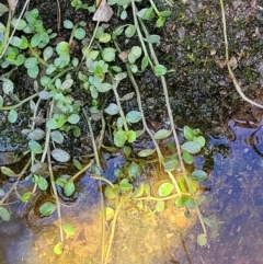 Isotoma fluviatilis subsp. australis at Throsby, ACT - 7 Oct 2021