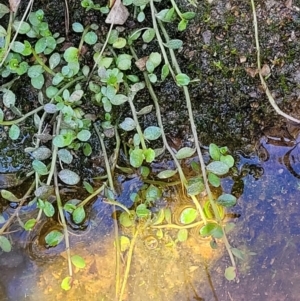 Isotoma fluviatilis subsp. australis at Throsby, ACT - 7 Oct 2021