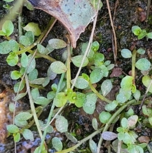 Isotoma fluviatilis subsp. australis at Throsby, ACT - 7 Oct 2021