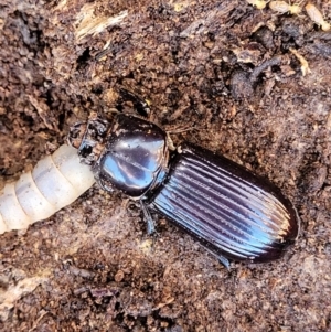 Aulacocyclus edentulus at Forde, ACT - 7 Oct 2021 01:20 PM