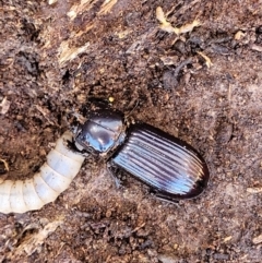 Aulacocyclus edentulus at Forde, ACT - 7 Oct 2021 01:20 PM