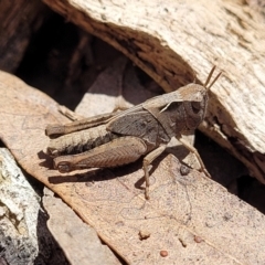 Caledia captiva (grasshopper) at Mulligans Flat - 7 Oct 2021 by trevorpreston