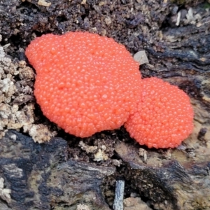 Tubifera ferruginosa at Forde, ACT - 7 Oct 2021