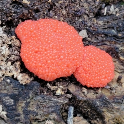 Tubifera ferruginosa (Raspberry Slime) at Forde, ACT - 7 Oct 2021 by trevorpreston