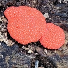 Tubifera ferruginosa at Forde, ACT - 7 Oct 2021