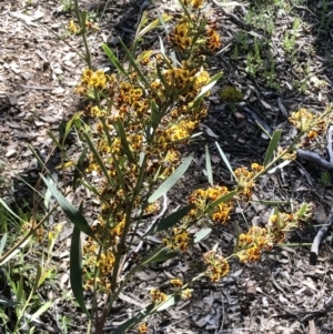 Daviesia mimosoides subsp. mimosoides at Bruce, ACT - 7 Oct 2021