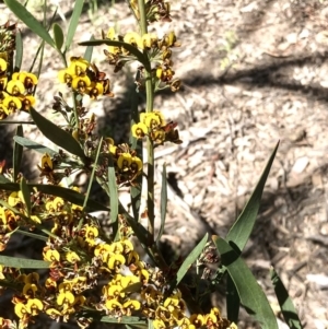 Daviesia mimosoides subsp. mimosoides at Bruce, ACT - 7 Oct 2021